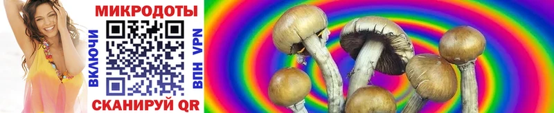 сколько стоит  мега рабочий сайт  Галлюциногенные грибы Psilocybe  Сясьстрой 
